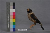 藏品(小桑鳲)的圖片